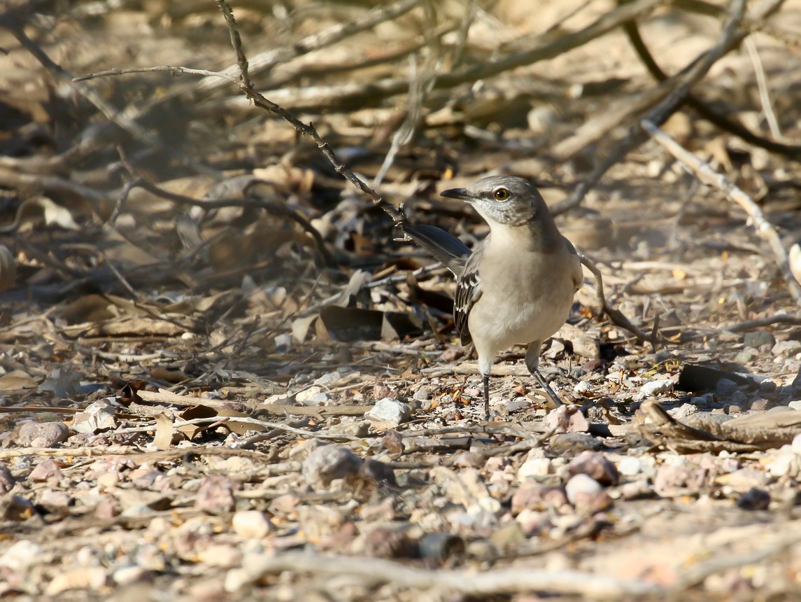 Northern Mockingbird - ML644868872