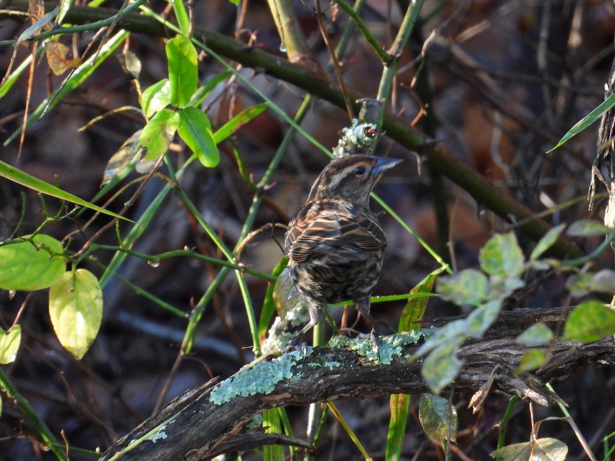 Red-winged Blackbird - ML644868873