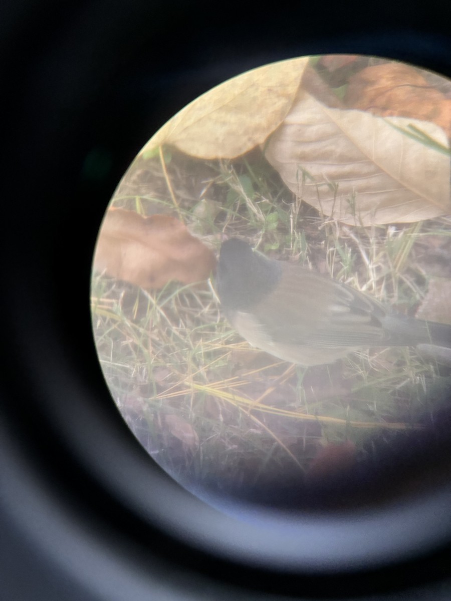 Dark-eyed Junco (Oregon) - ML644868874