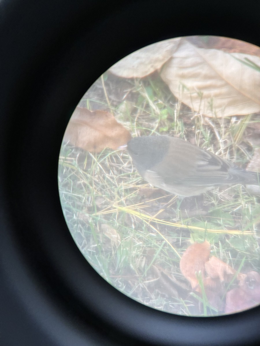 Dark-eyed Junco (Oregon) - ML644868875
