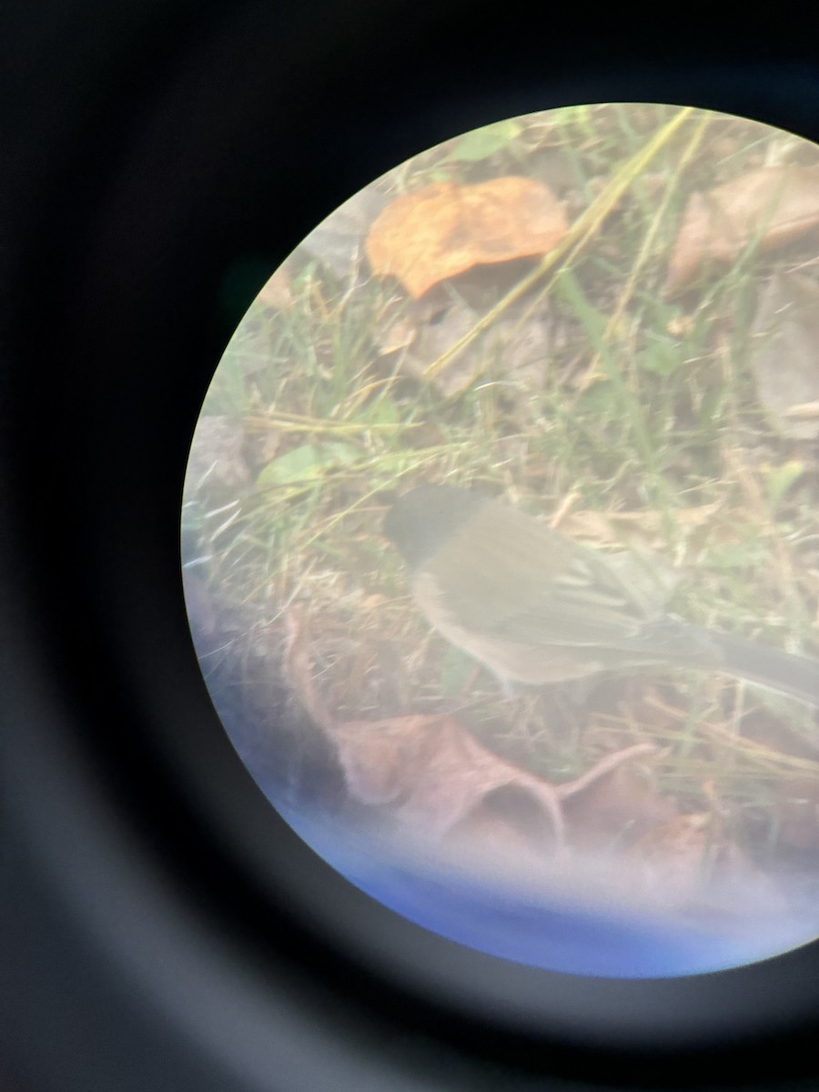 Dark-eyed Junco (Oregon) - ML644868876