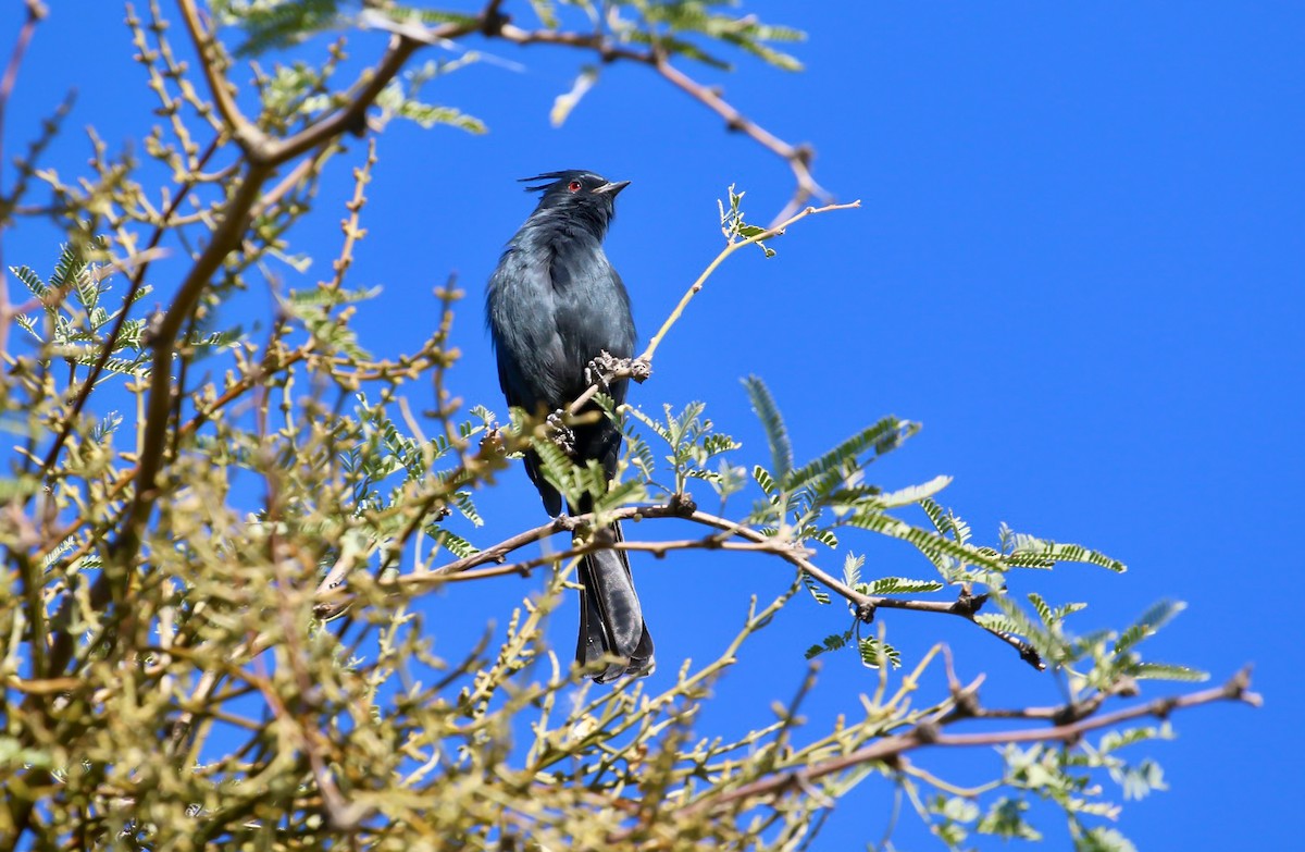 Phainopepla - ML644868896