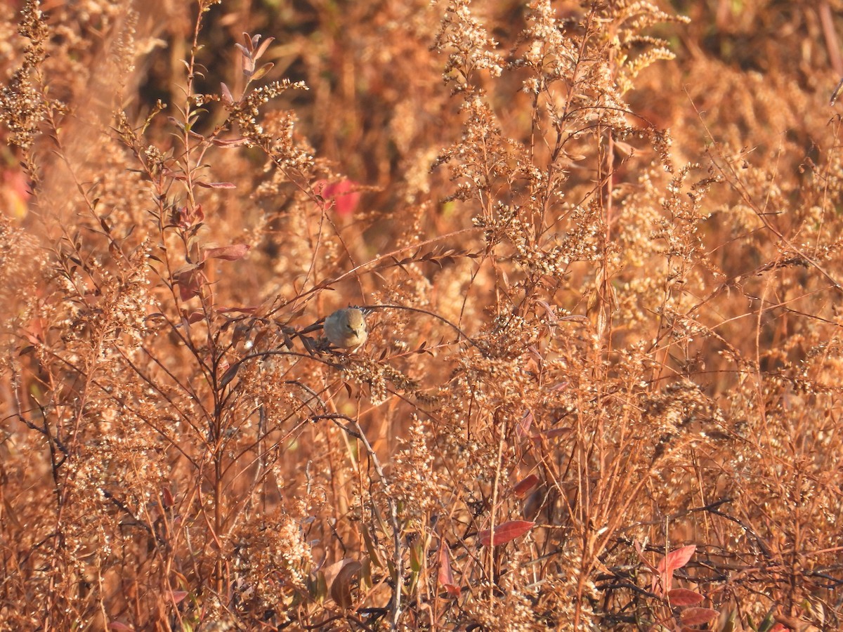 Altın İskete - ML644868913