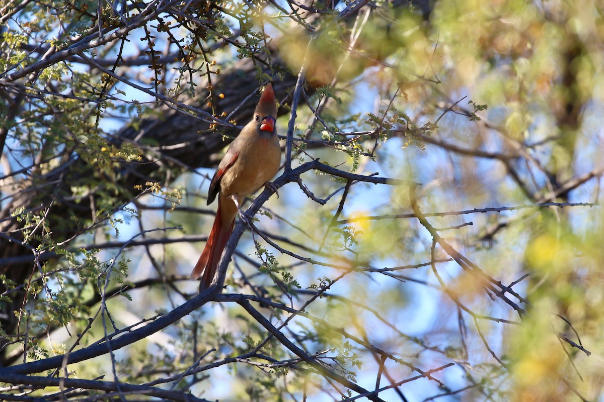 Northern Cardinal - ML644868914