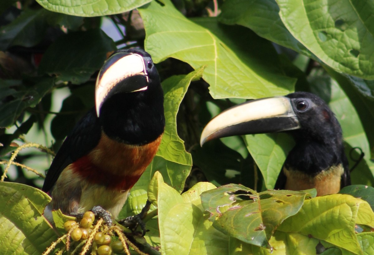 Black-necked Aracari - ML644868915