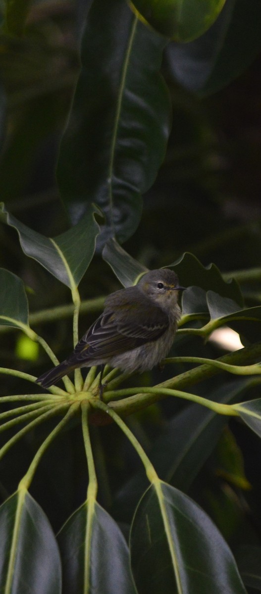 Cape May Warbler - ML644868916