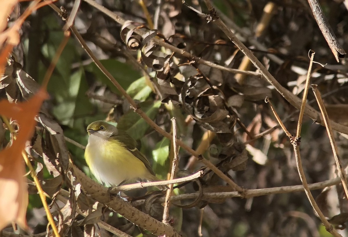 zelenáček bělooký - ML644868926