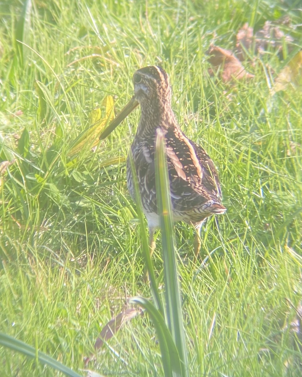 Common Snipe - ML644868936