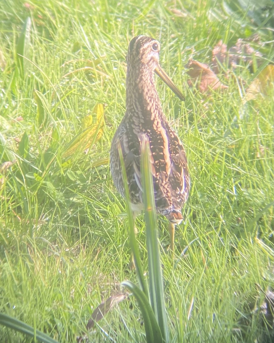 Common Snipe - ML644868937