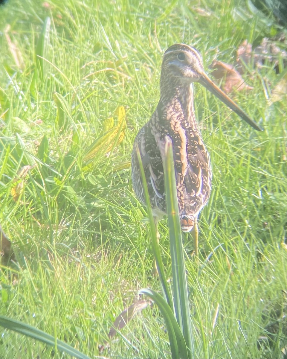 Common Snipe - ML644868938