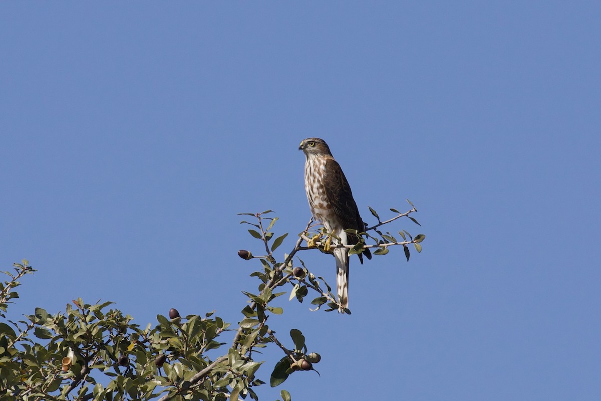Sharp-shinned Hawk - ML644868940