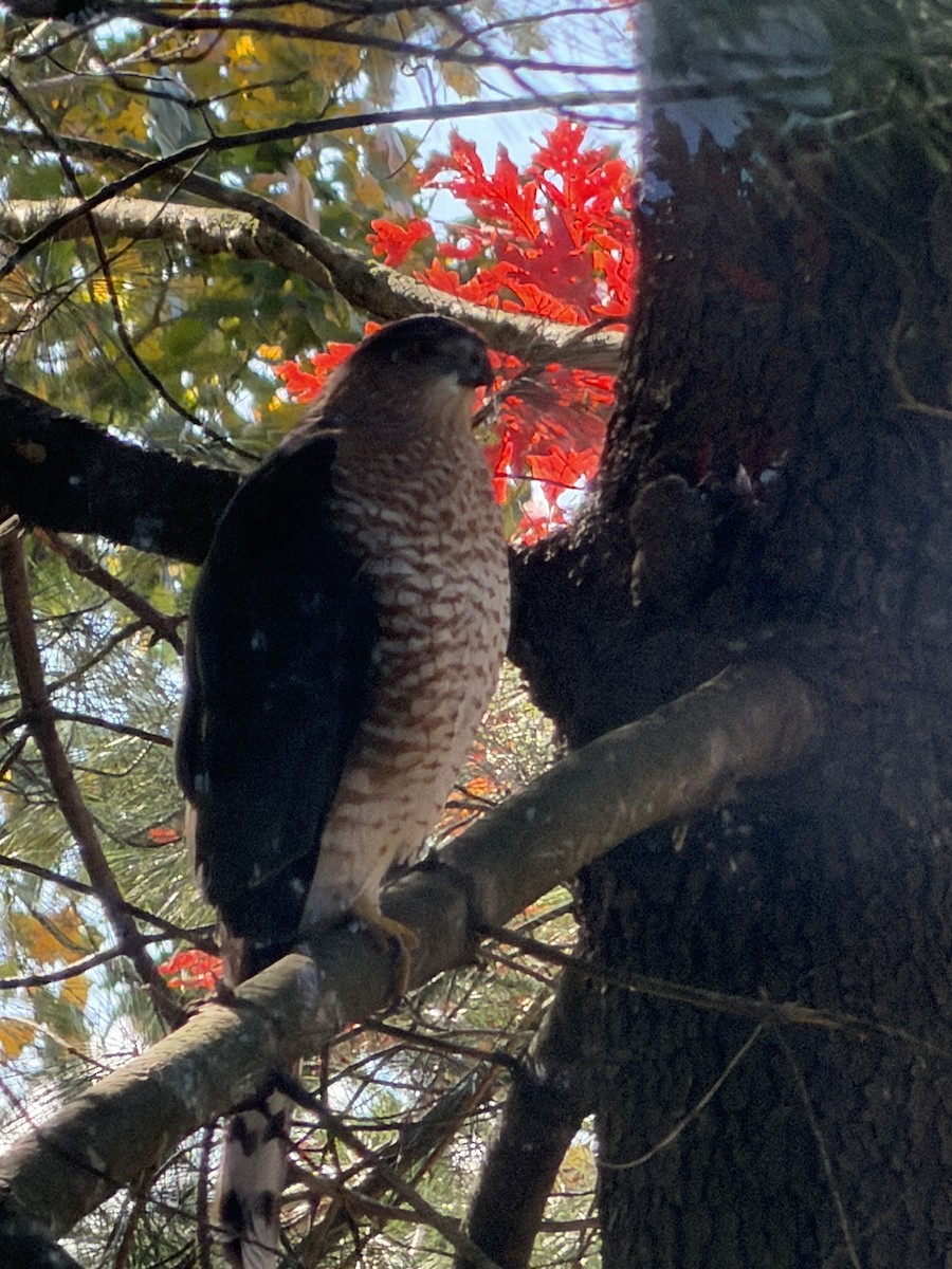 Cooper's Hawk - ML644868943