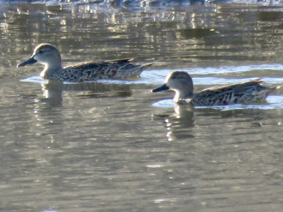 Синекрылый чирок - ML644868946