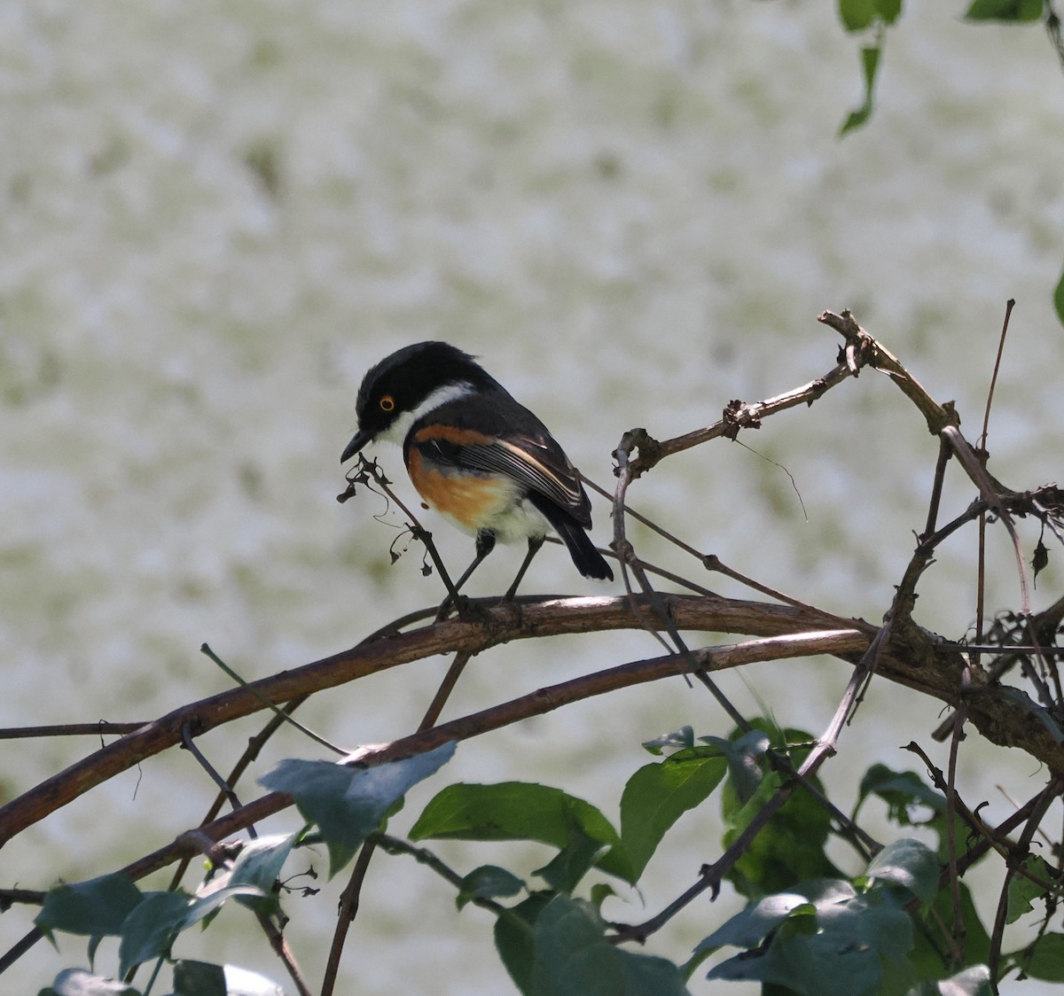 Cape Batis - ML644868962