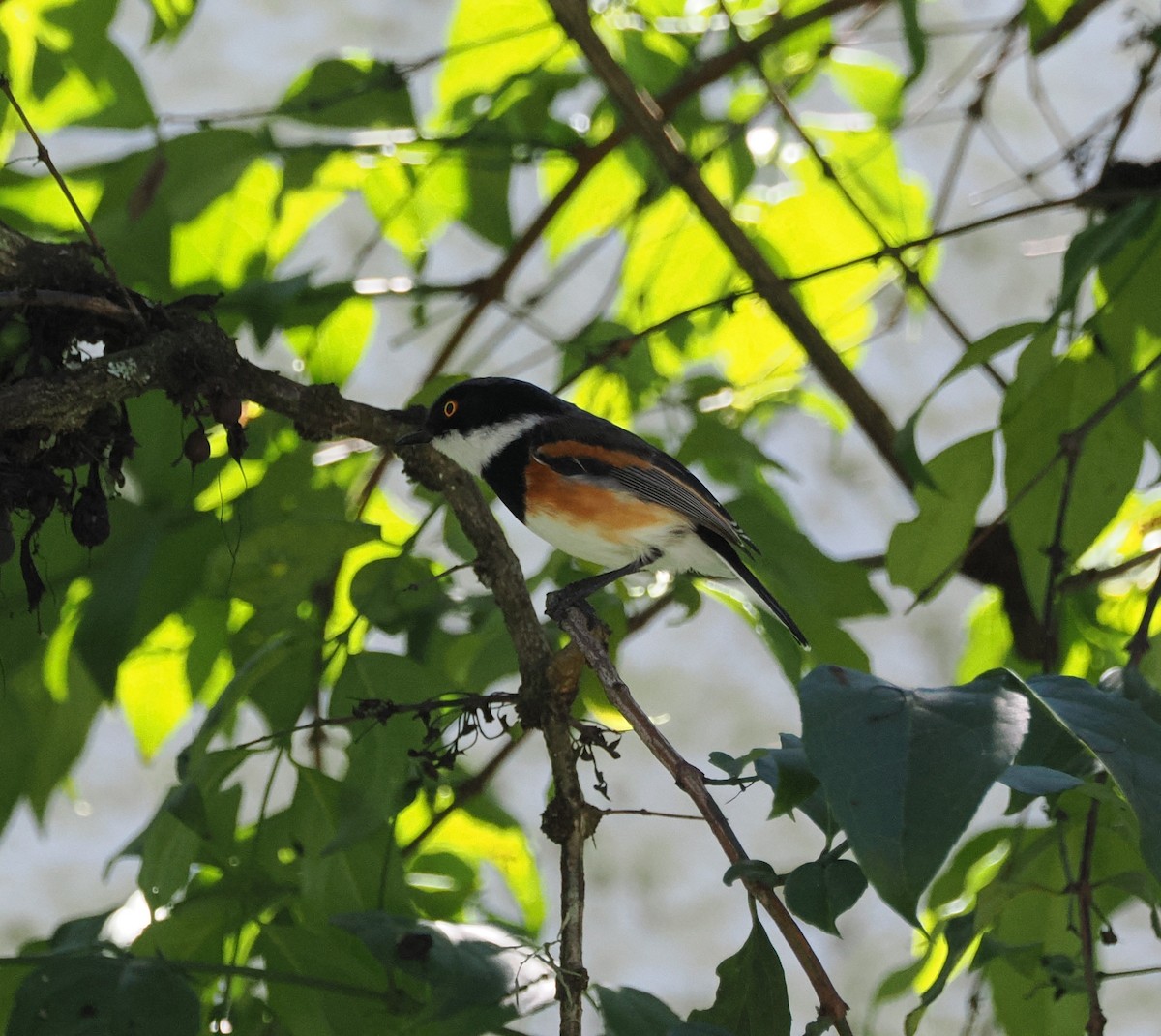 Cape Batis - ML644868963