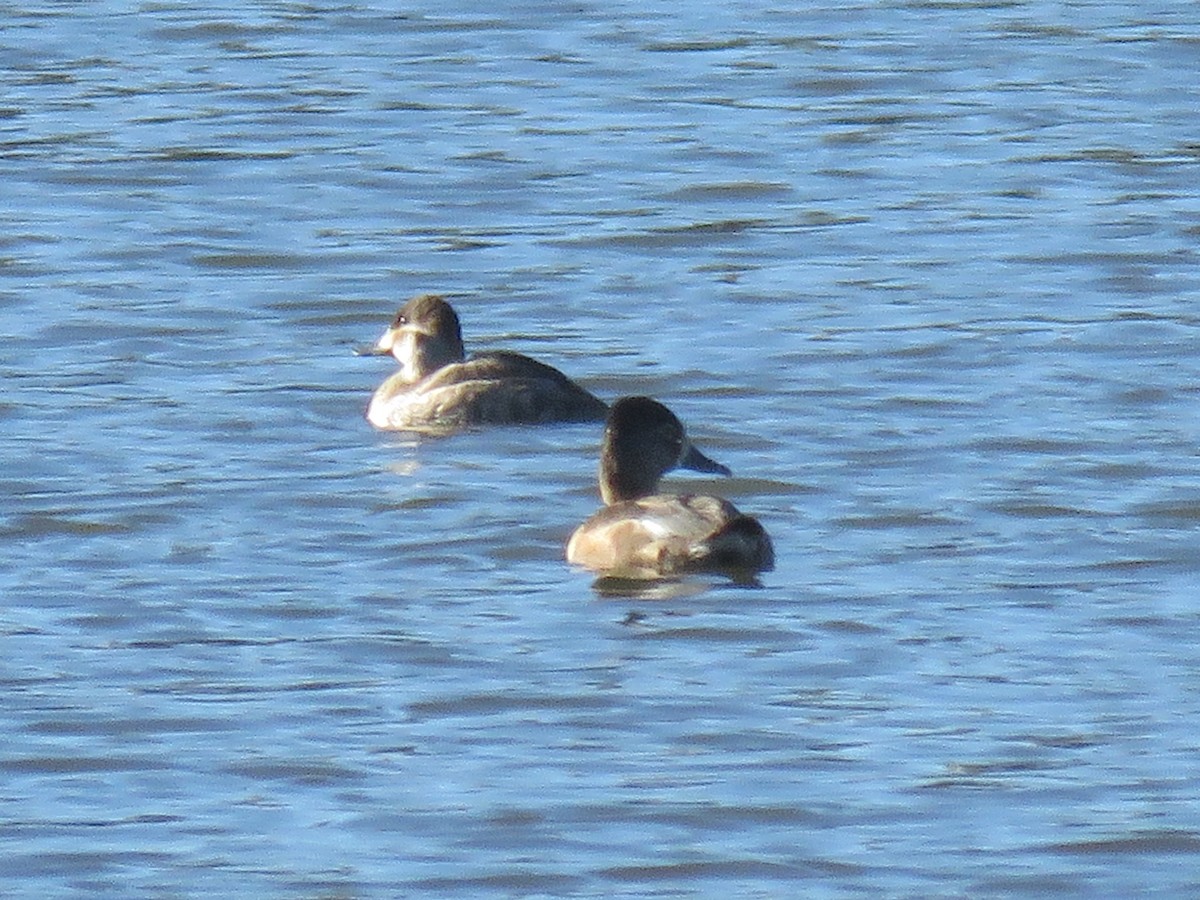 Ruddy Duck - ML644868970