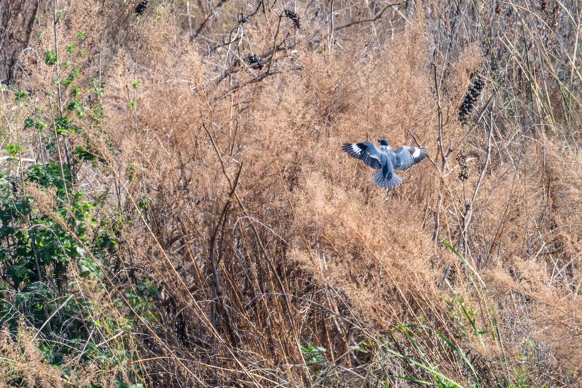 Martin handi iparramerikarra - ML644868978