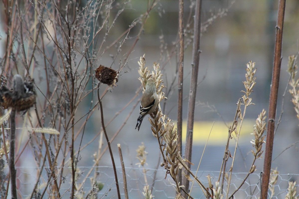 Altın İskete - ML644868979