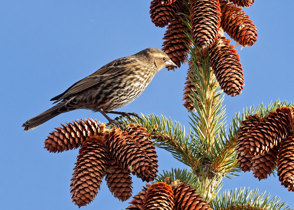 Red-winged Blackbird - ML644868981
