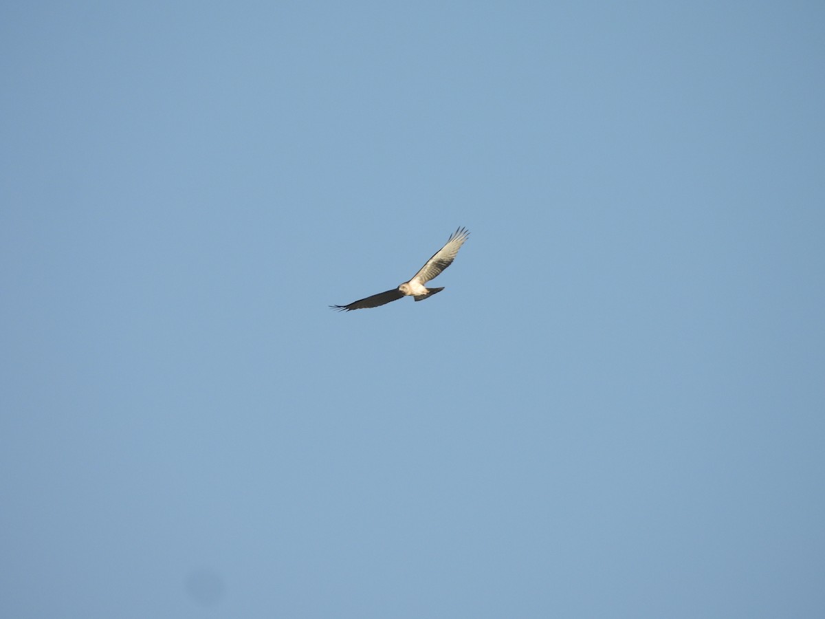 orlík krátkoprstý - ML644868992