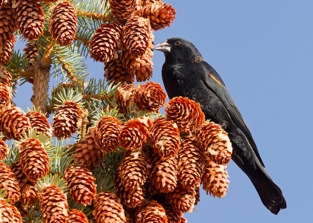 Red-winged Blackbird - ML644868998