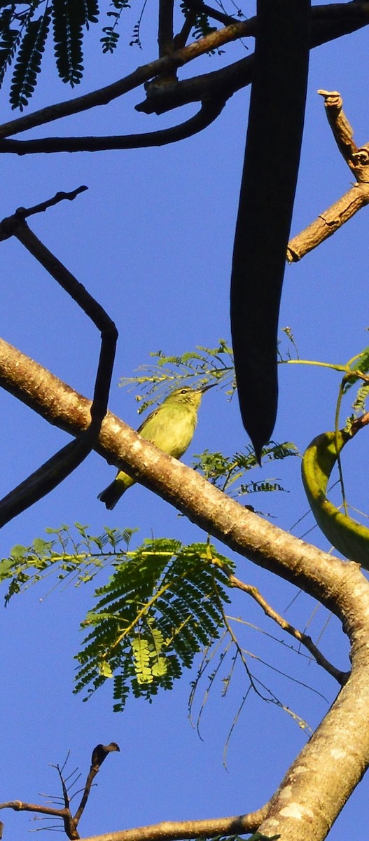 Red-legged Honeycreeper - ML644869000