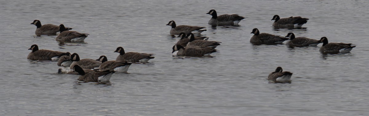 小加拿大雁 - ML644869016