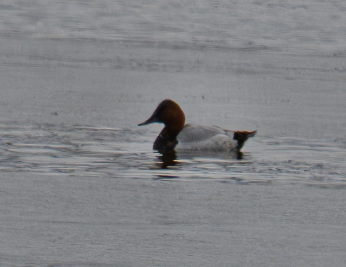 Büyük Elmabaş - ML644869024