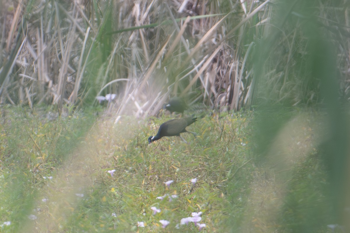 Bronze-winged Jacana - ML644869036