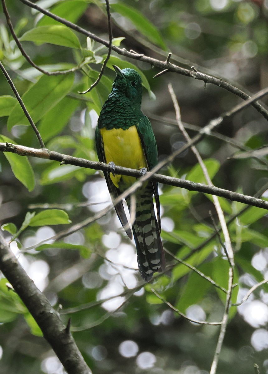 African Emerald Cuckoo - ML644869038