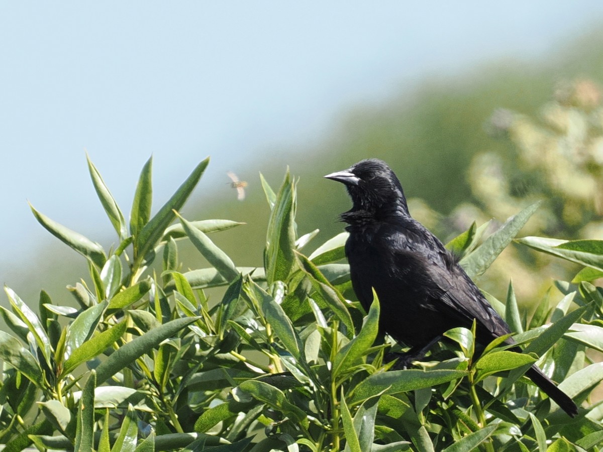 Austral Blackbird - ML644869042