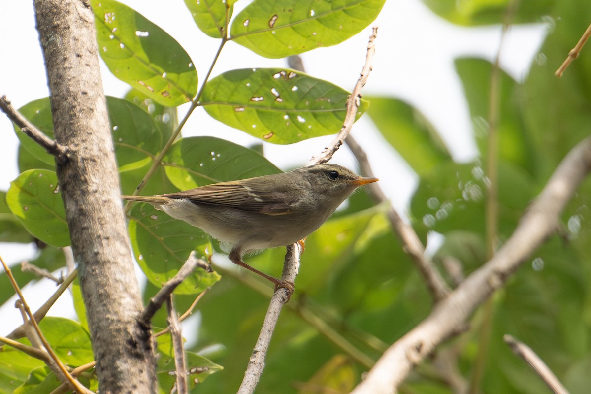 Two-barred Warbler - ML644869050