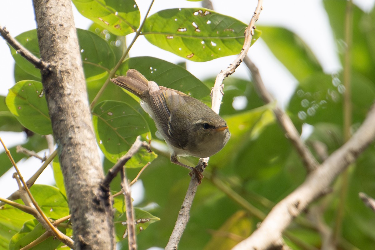 Two-barred Warbler - ML644869051