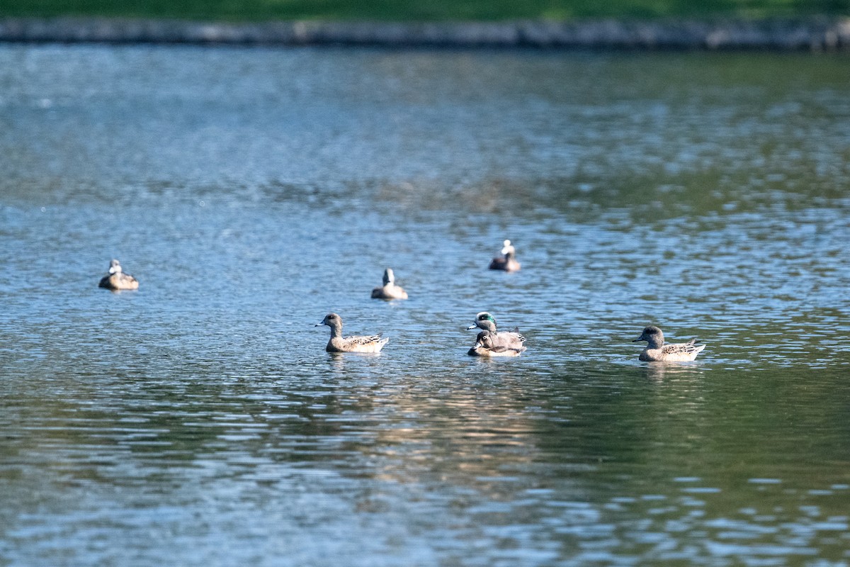 American Wigeon - ML644869053