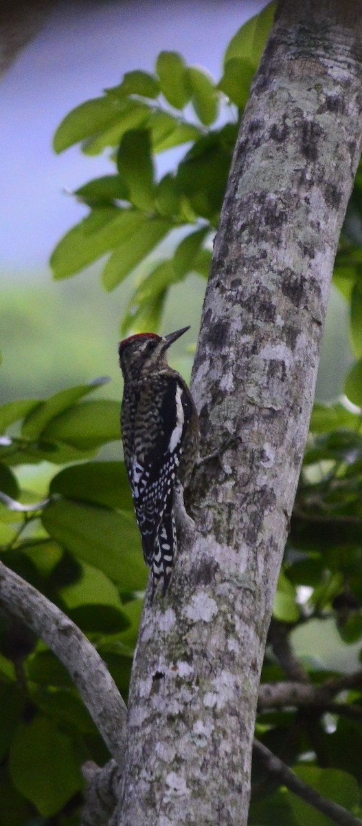 kanadasevjespett - ML644869066