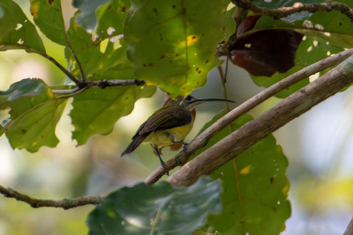 Little Spiderhunter - ML644869074