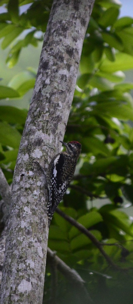 kanadasevjespett - ML644869076