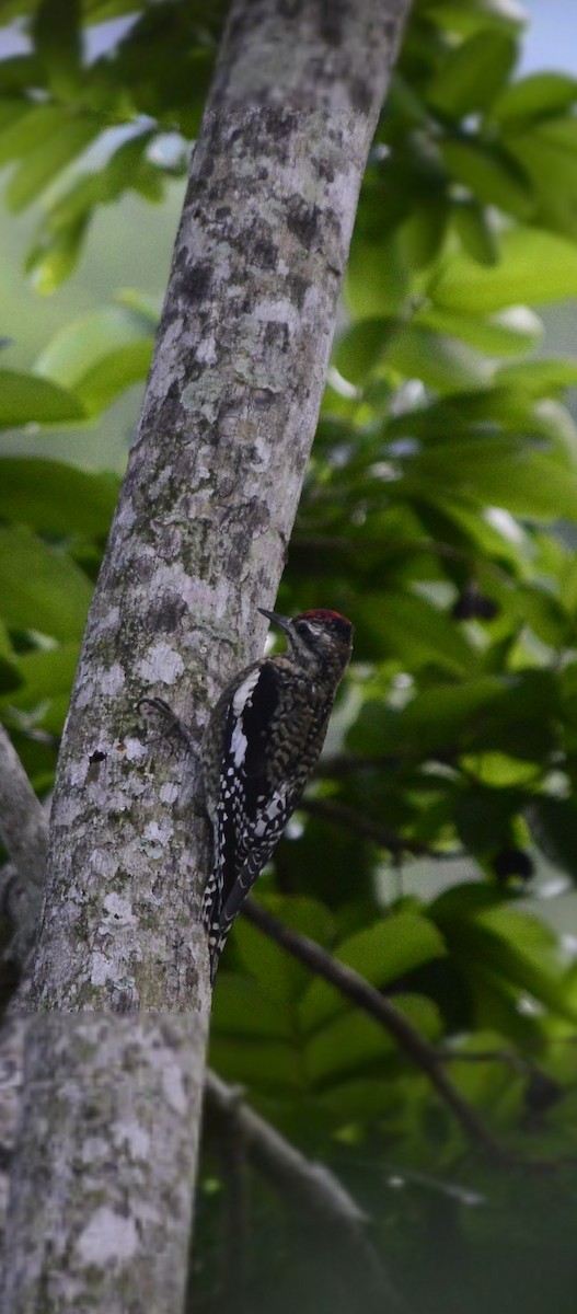 kanadasevjespett - ML644869085