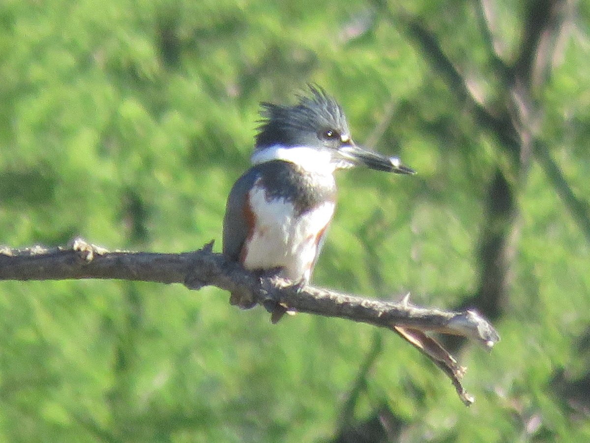 Martin handi iparramerikarra - ML644869087