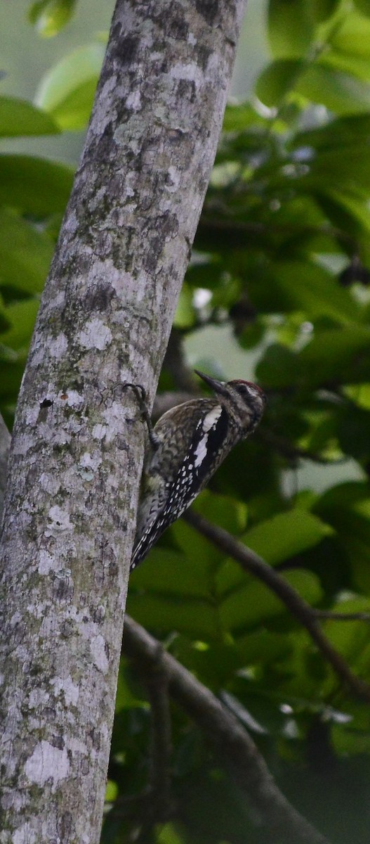 kanadasevjespett - ML644869090