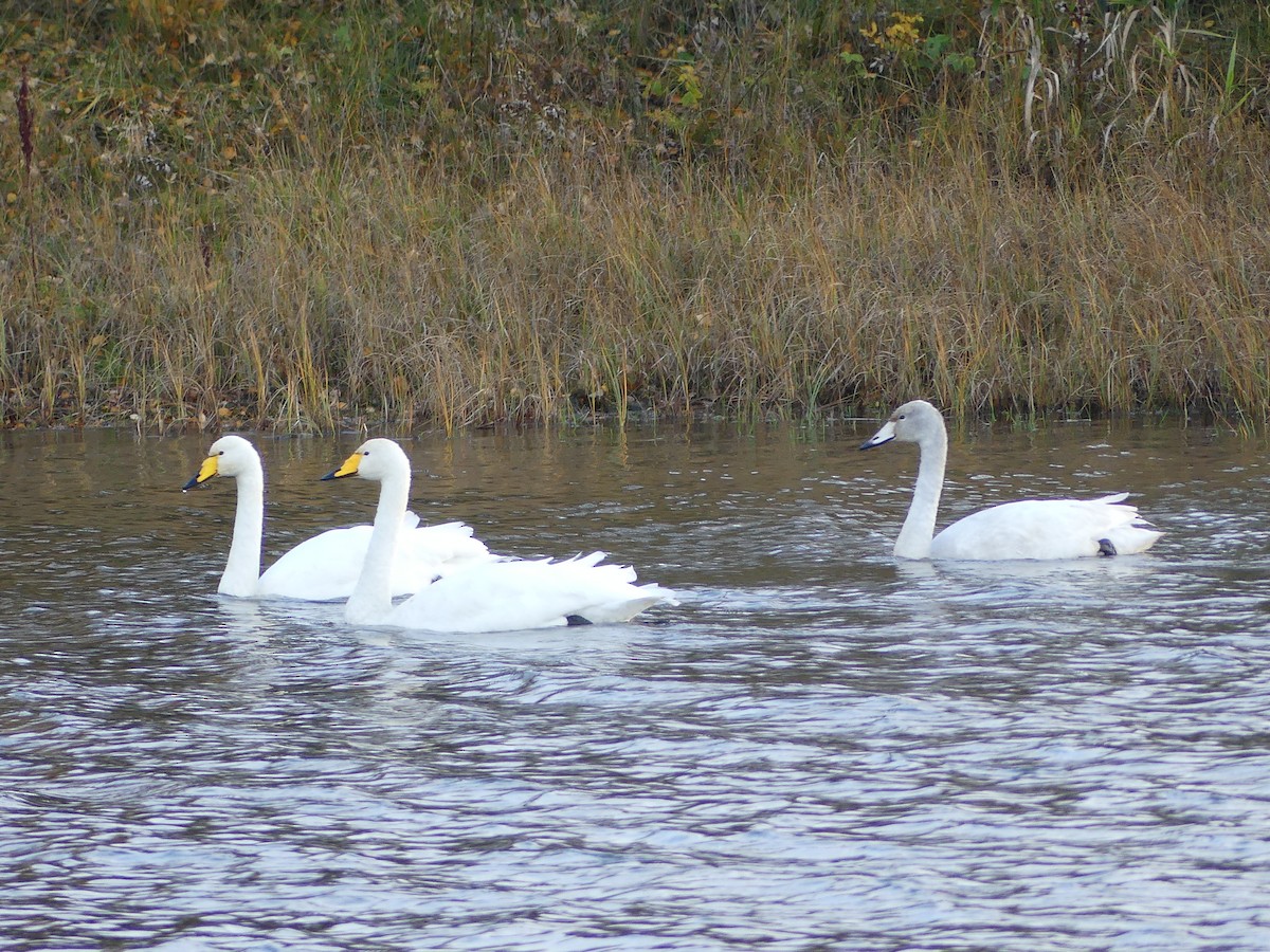 Whooper Swan - ML644869116