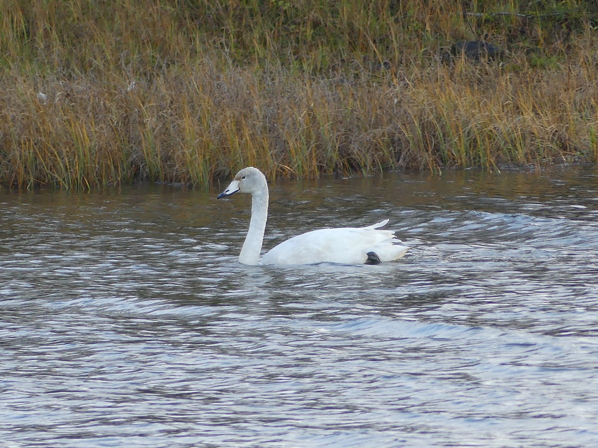 Whooper Swan - ML644869117
