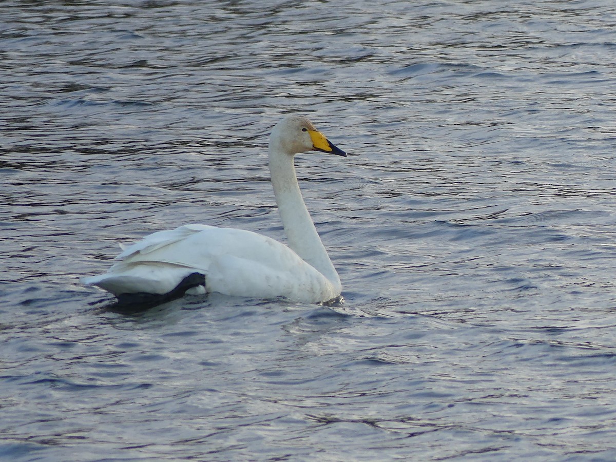 Whooper Swan - ML644869118