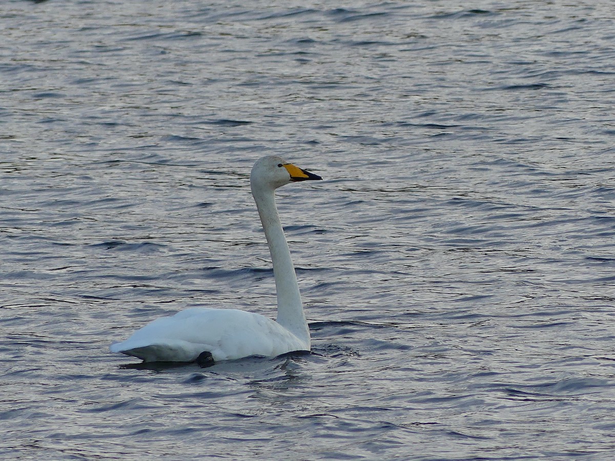 Whooper Swan - ML644869119