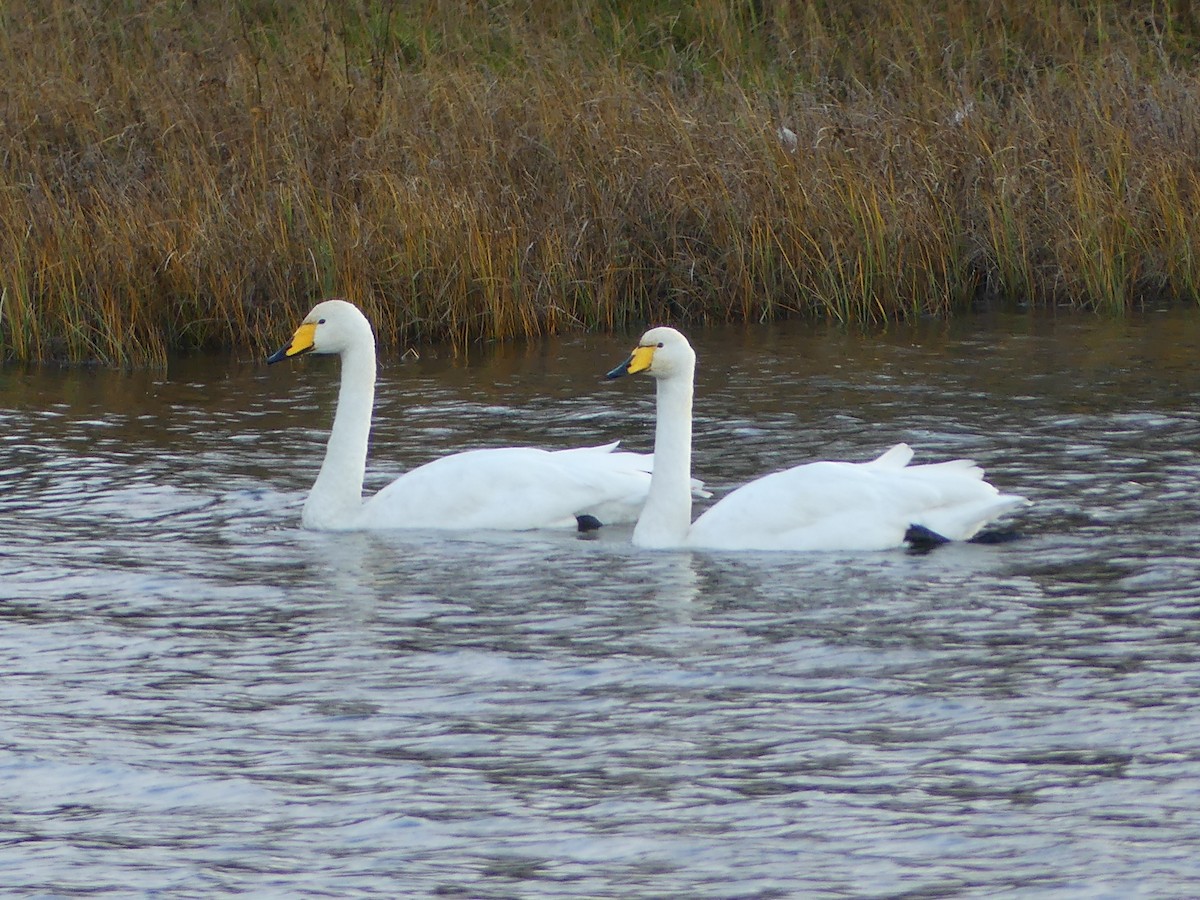 Whooper Swan - ML644869120