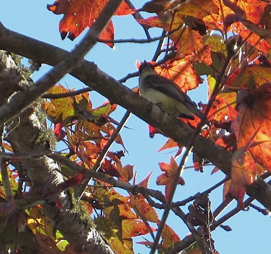 Eastern Phoebe - ML644869132