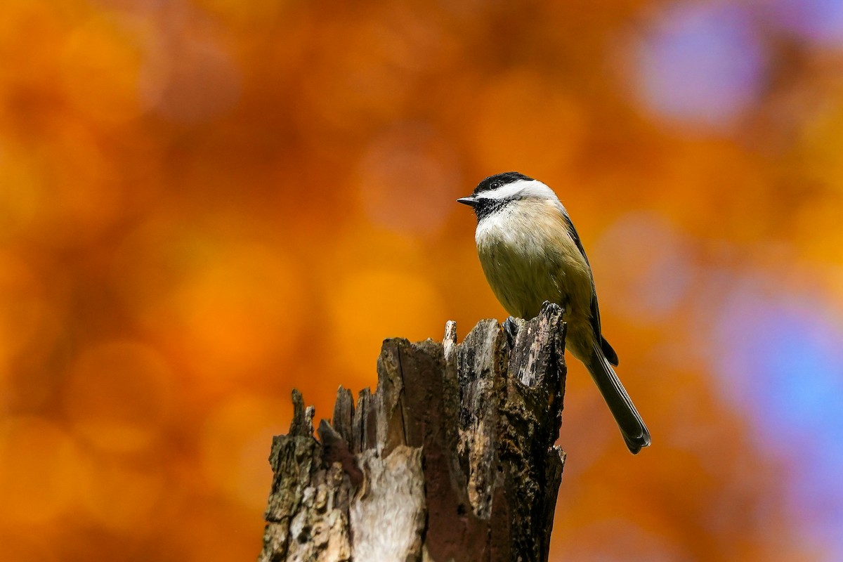 Carolina Chickadee - ML644869138