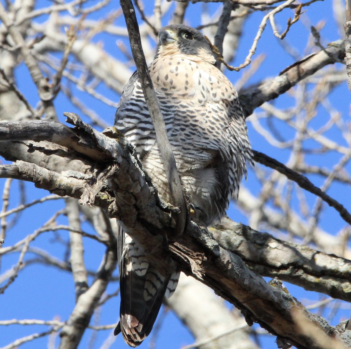 Peregrine Falcon - ML644869141