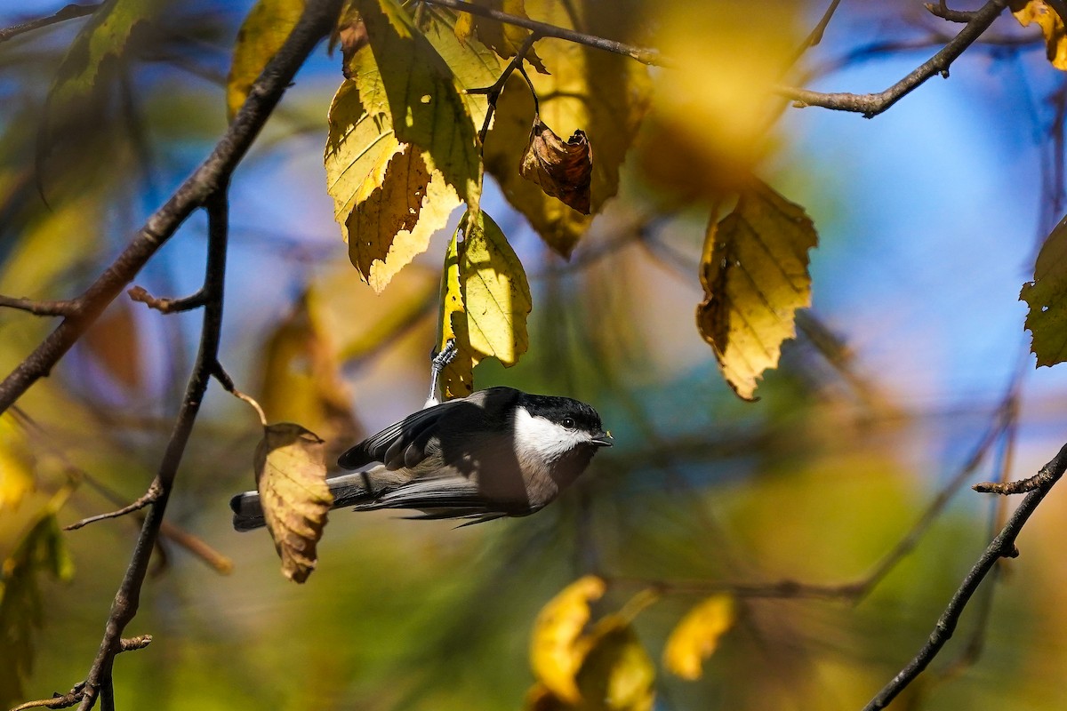 Carolina Chickadee - ML644869142