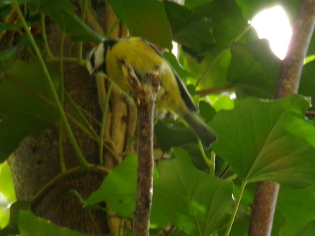 Herrerillo Común - ML644869157